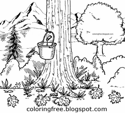 Printable natural world Canadian colouring image maple tree syrup tap countryside landscape drawings