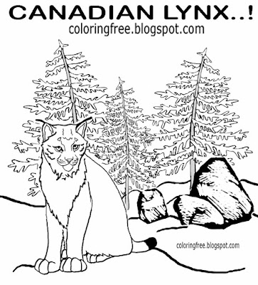 Printable Canada forest countryside wildlife coloring sheet Canadian big cat lynx drawings for teens