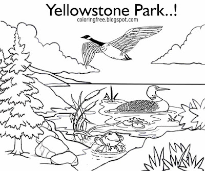 Waterfowl Yellowstone national park big birds Mallard Ducks Canadian Geese coloring books for kids
