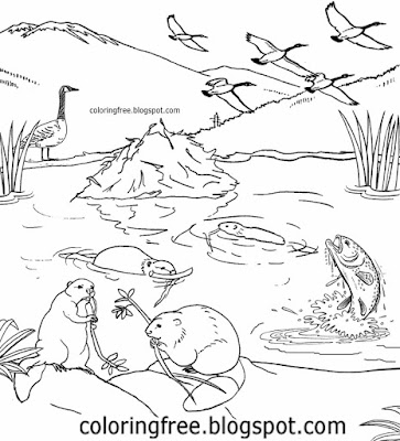Beautiful dammed river fish and lakes of Canada goose wildlife animals beaver family colouring sheet
