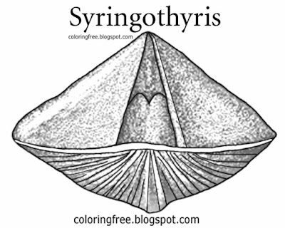 Easy Paleontology diagram syringothyris Sea fossil drawing for childrens prehistoric coloring sheets